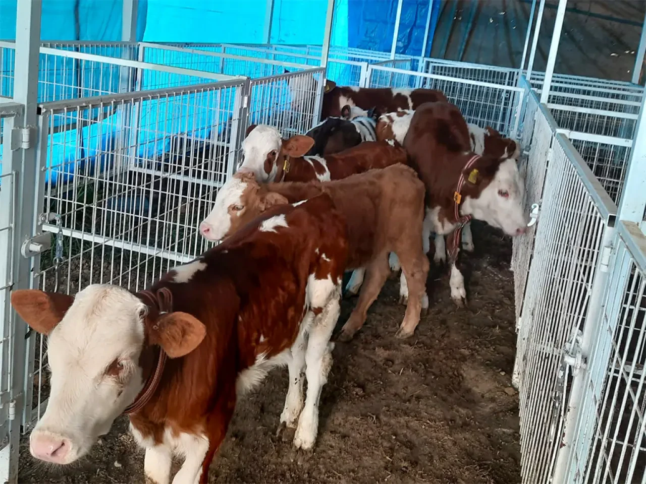 Amasya DSYB’den Hayvan Islahında Kararlı Çalışma 6