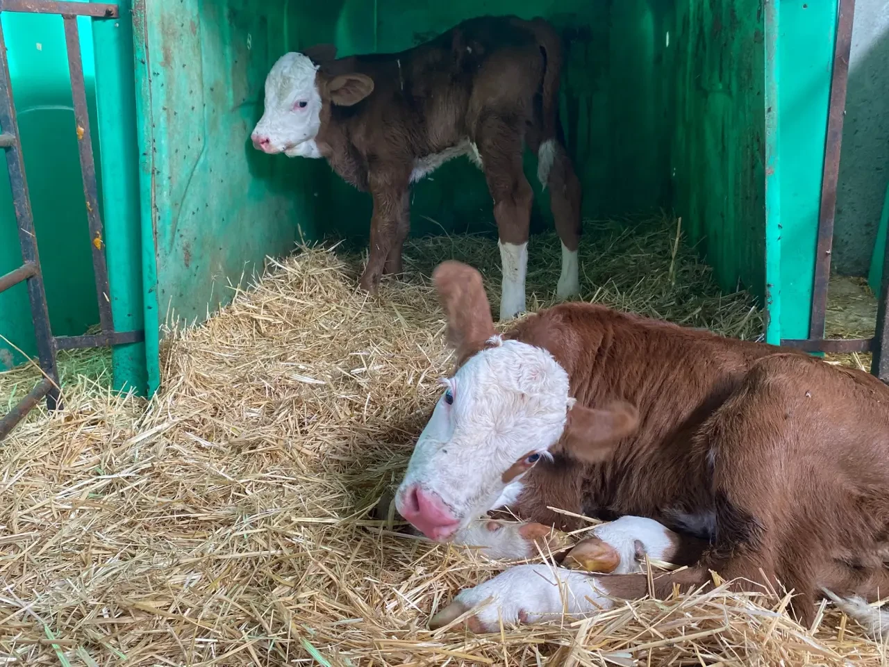Amasya DSYB’den Hayvan Islahında Kararlı Çalışma 4