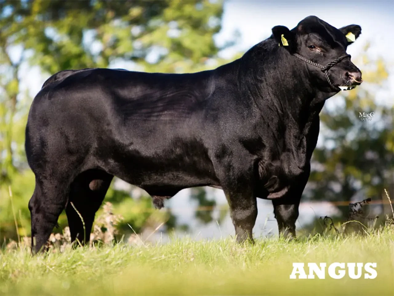 Amasya’da Hayvancılıkta Yeni Dönem 3