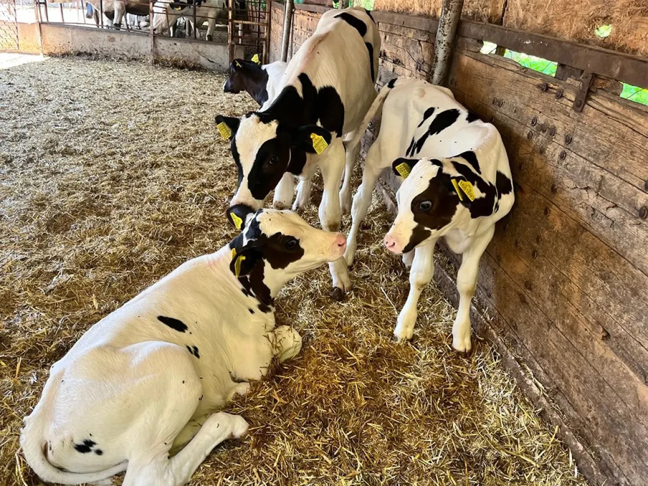 Amasya DSYB’den Hayvan Islahında Kararlı Çalışma 5