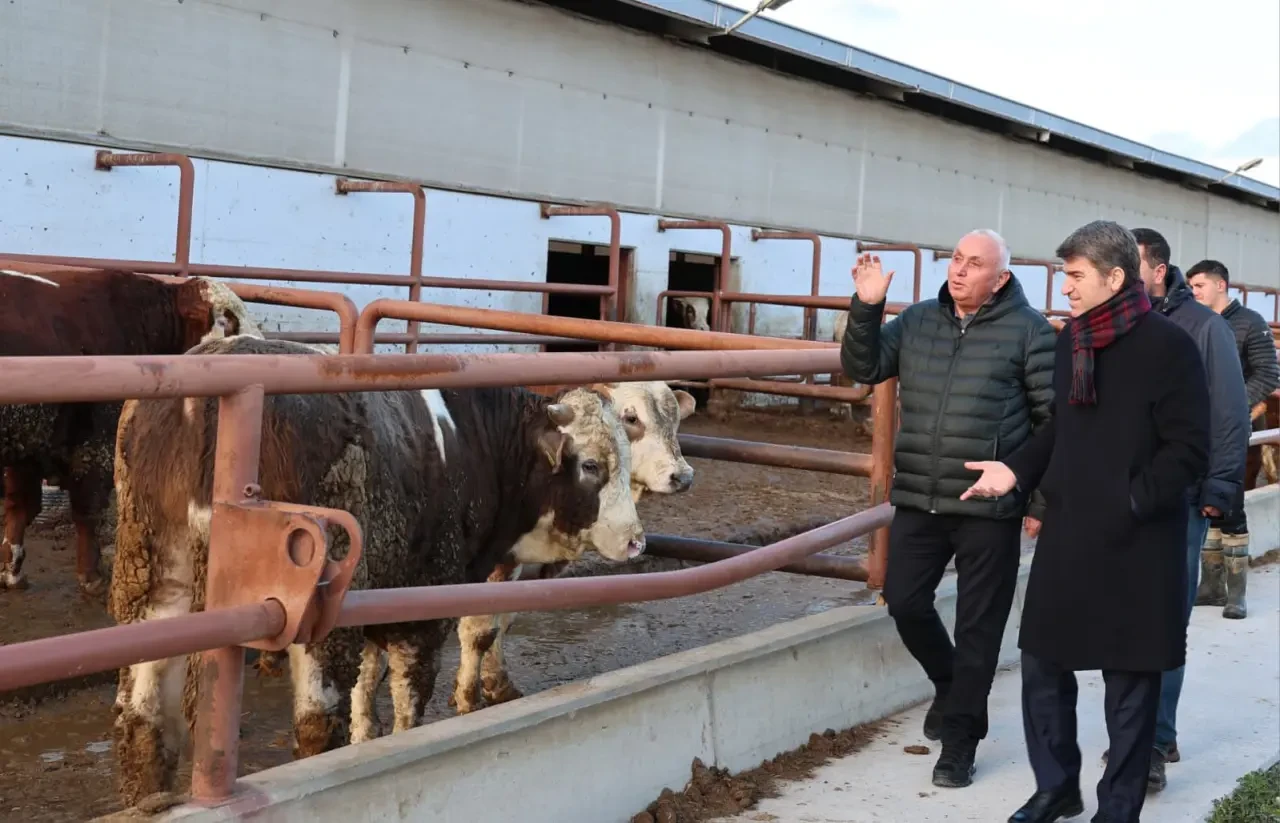 Amasya’da Hayvancılık Hamlesi Sahada İncelendi 4