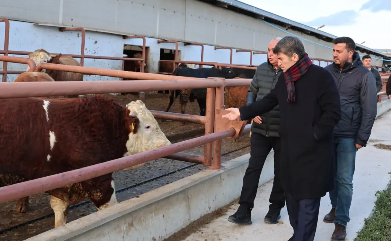 Amasya’da Hayvancılık Hamlesi Sahada İncelendi 1