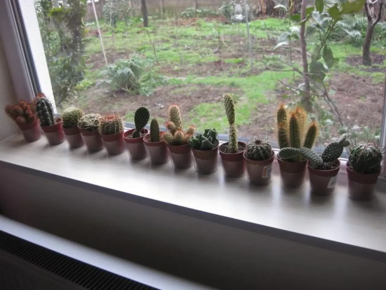 Kaktüs Evde Nereye Konulmalı? Doğru Yerleşimle Hem Şık Hem Sağlıklı 2