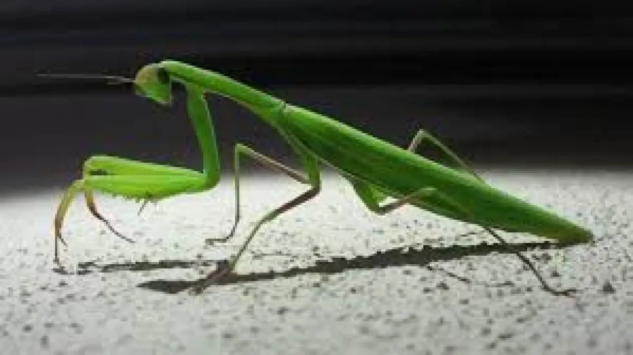 Çiftçi Dostu: Peygamberdevesi 1