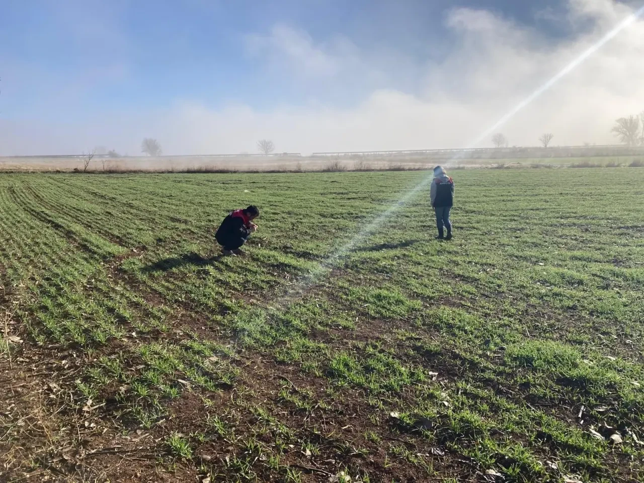 Gümüşhacıköy’de Hububat Ekim Alanlarında Fenolojik Gözlem Çalışması 3