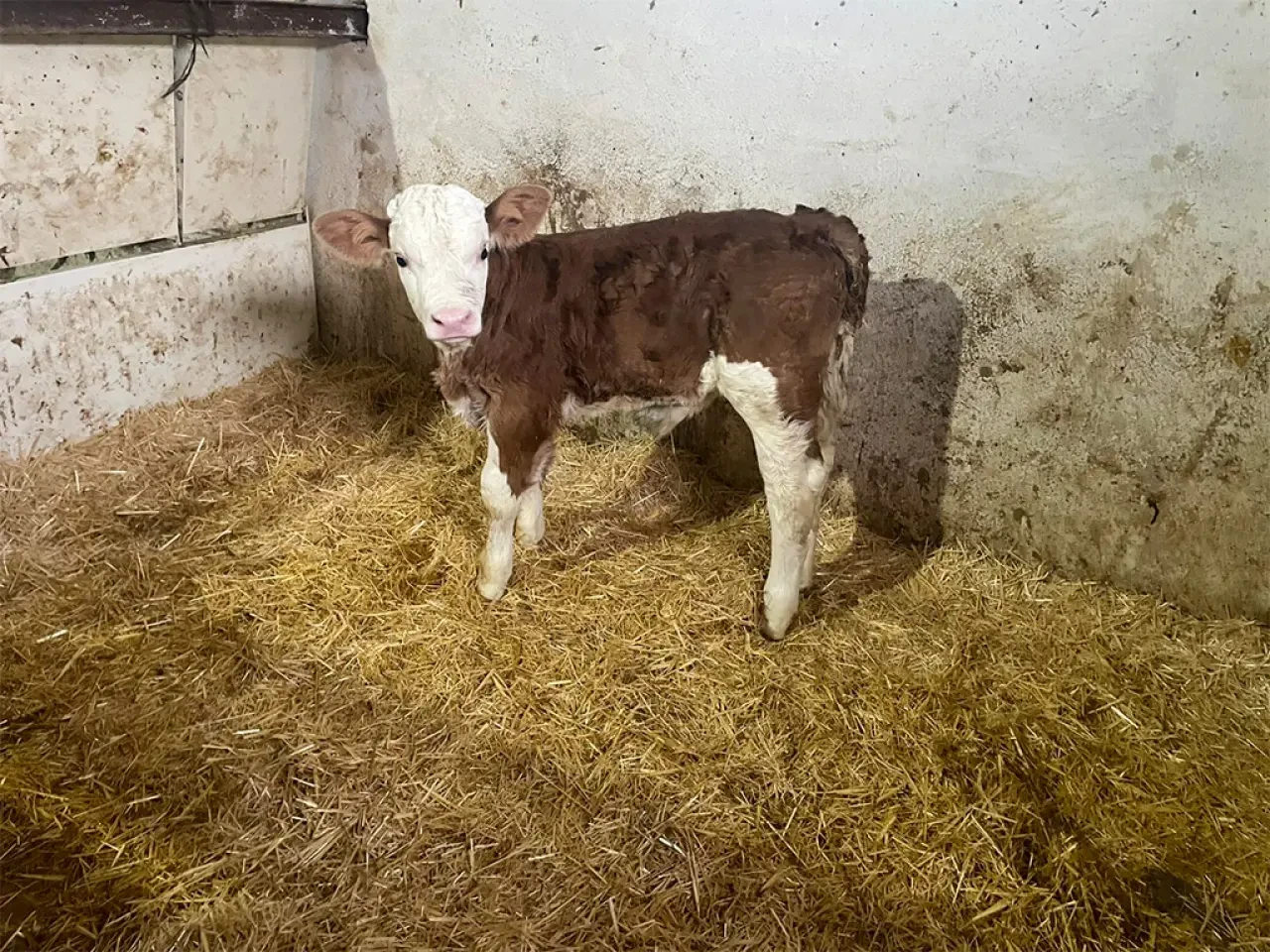 Amasya DSYB’den Hayvan Islahında Kararlı Çalışma 1