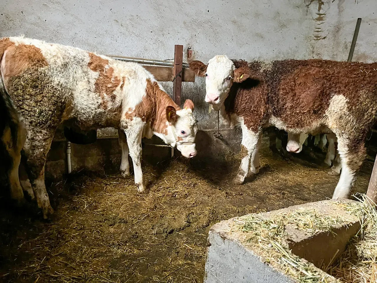 Merzifon’da Hayvancılığa Proje Destekli Güç 2