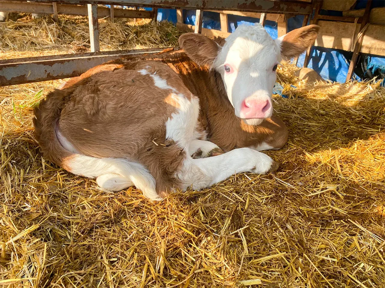 Amasya DSYB’den Hayvan Islahında Kararlı Çalışma 3