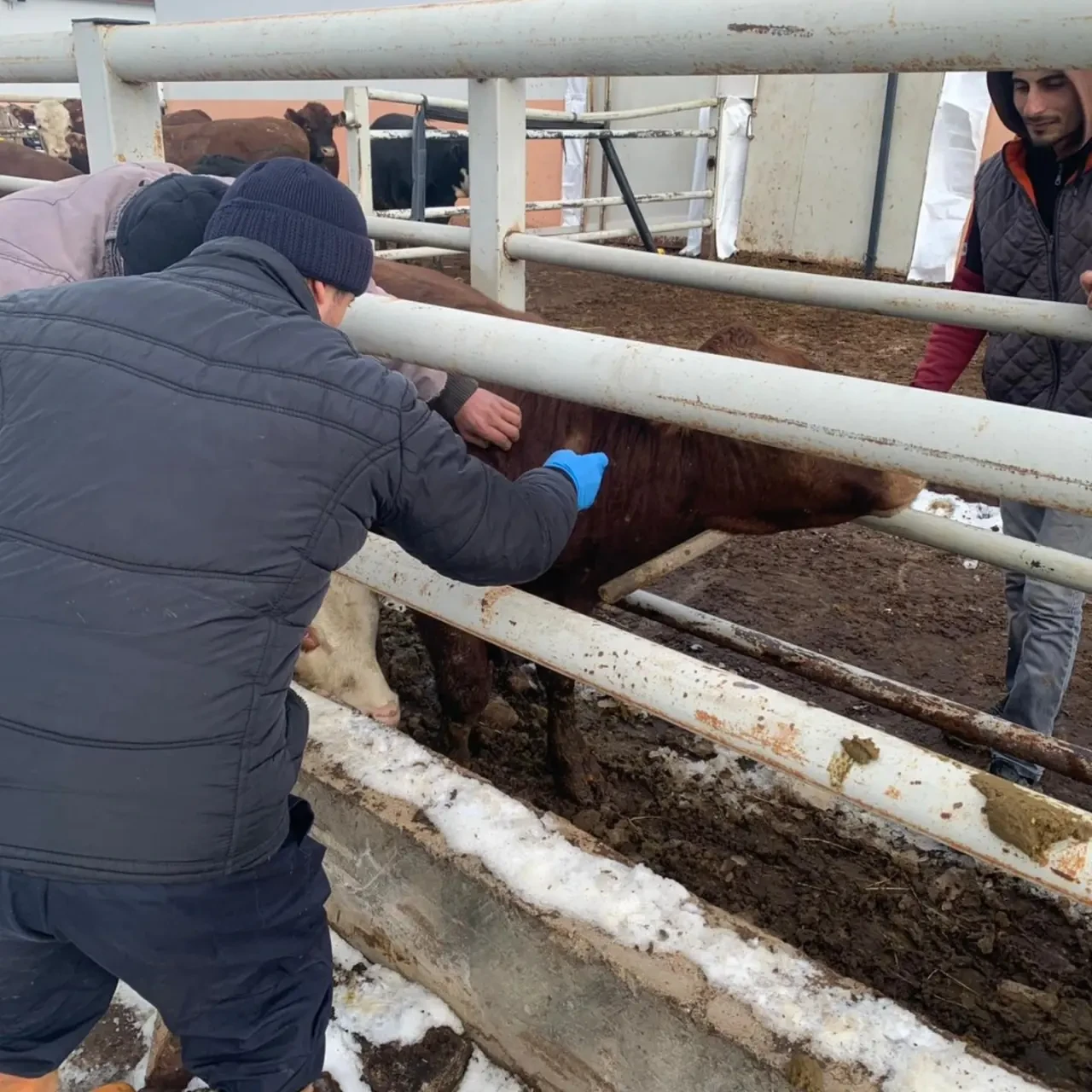 Merzifon’da İthal Hayvanlara Sağlık Taraması 1