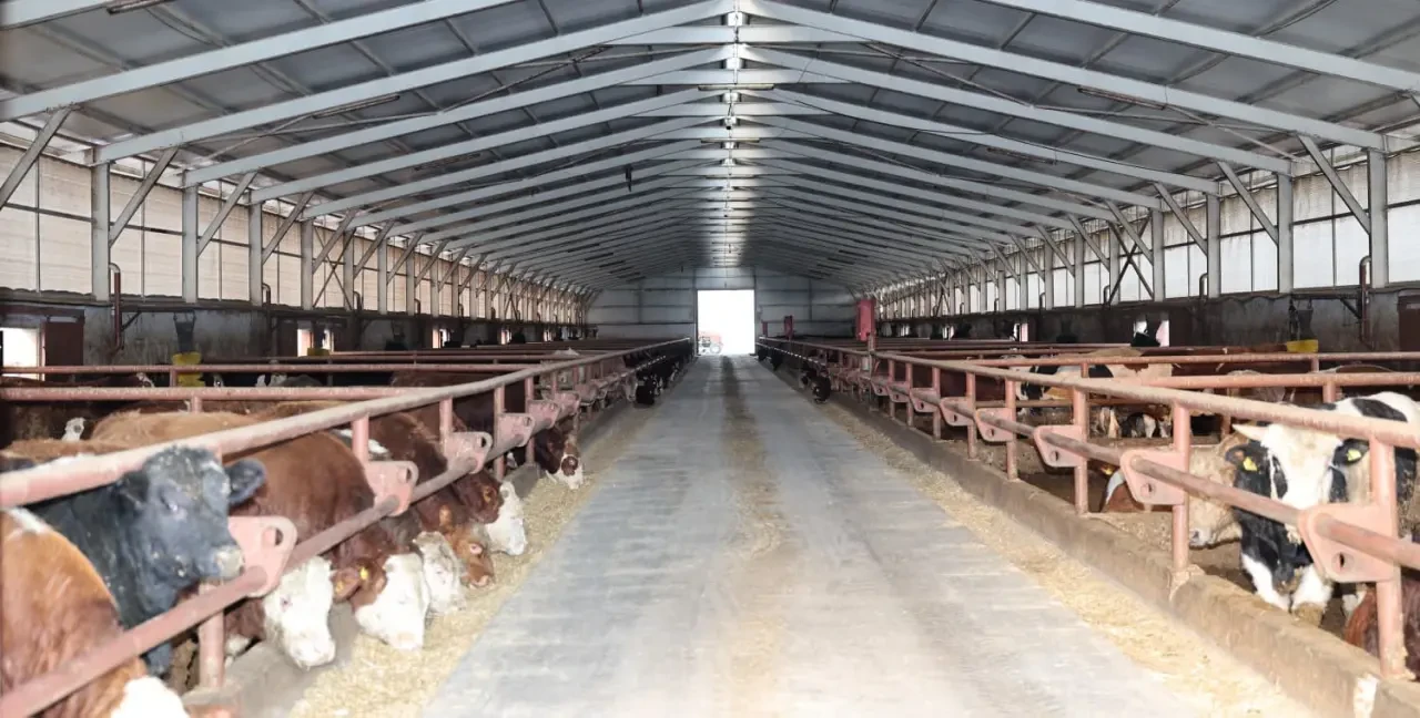 Amasya’da Hayvancılık Hamlesi Sahada İncelendi 3