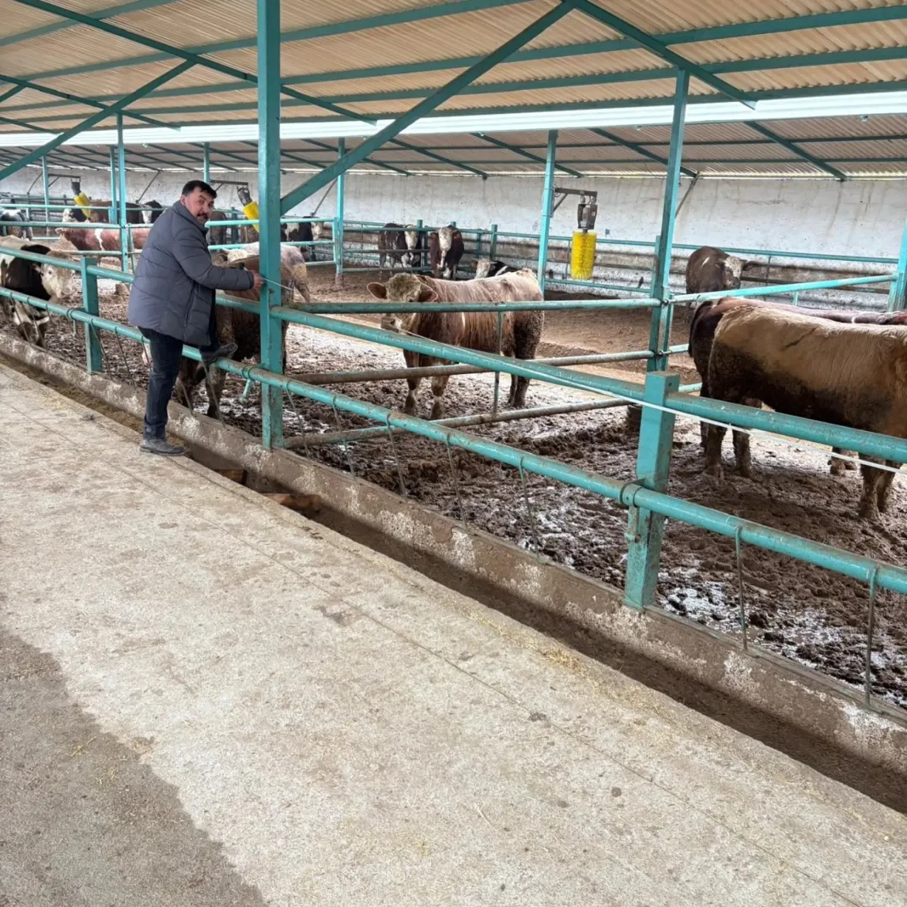 Merzifon’da Besi Tesisleri Mercek Altında 2