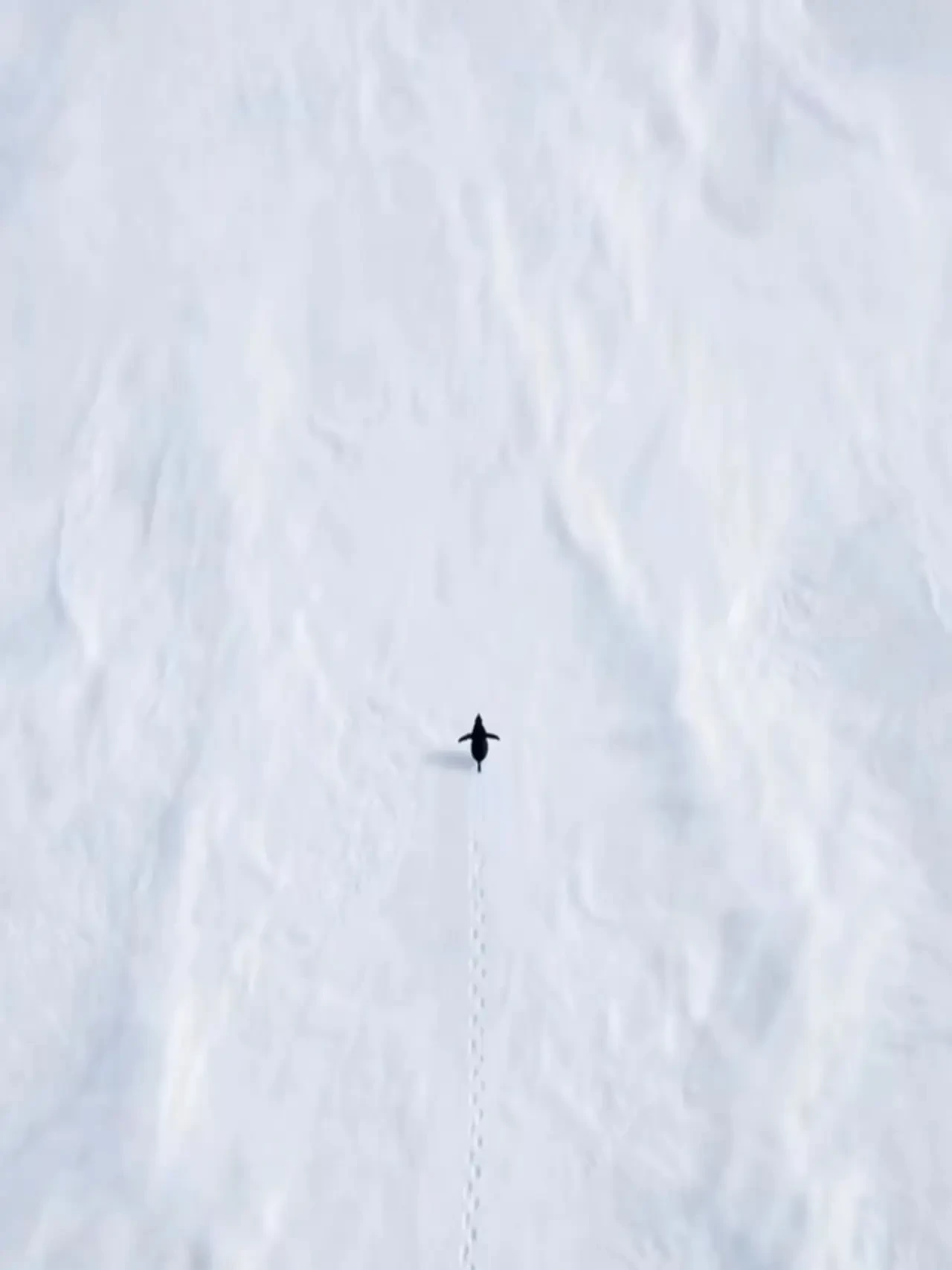 Kuralları Bozan Penguen Neden Hepimizi Sarstı? 3