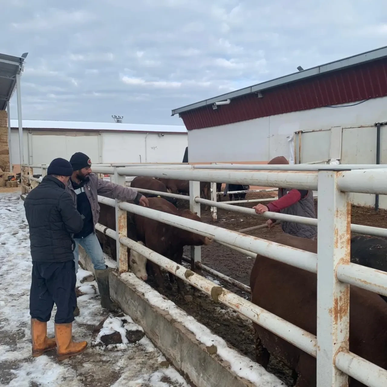 Merzifon’da İthal Hayvanlara Sağlık Taraması 2