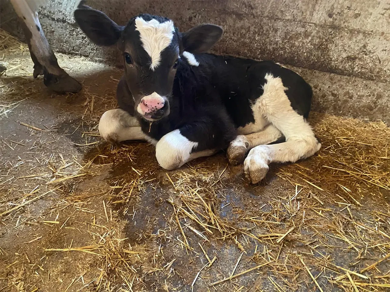 Amasya DSYB’den Hayvan Islahında Kararlı Çalışma 2