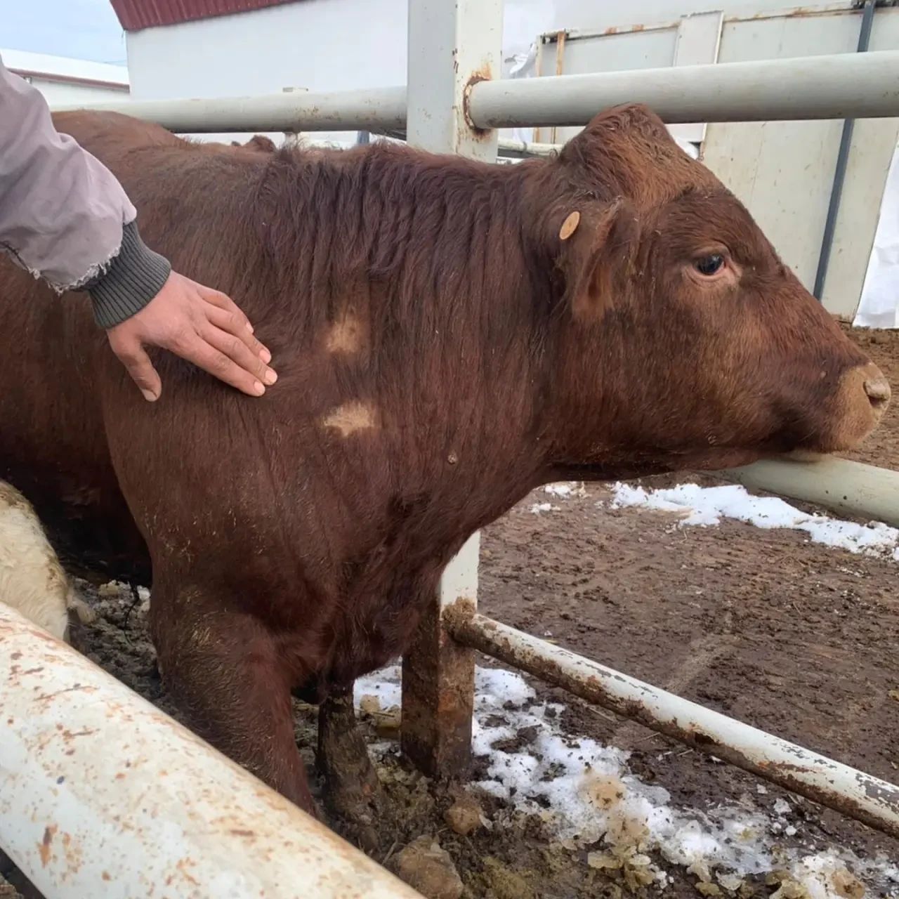 Merzifon’da İthal Hayvanlara Sağlık Taraması 3