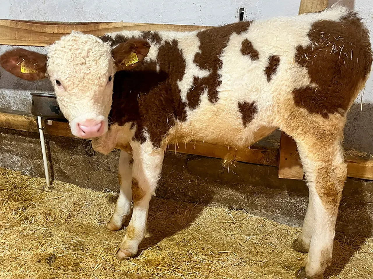 Merzifon’da Hayvancılığa Proje Destekli Güç 1