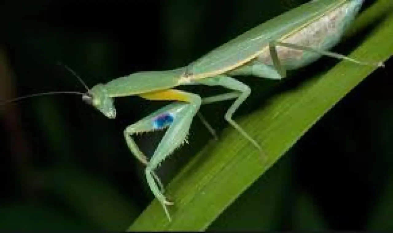 Çiftçi Dostu: Peygamberdevesi 4