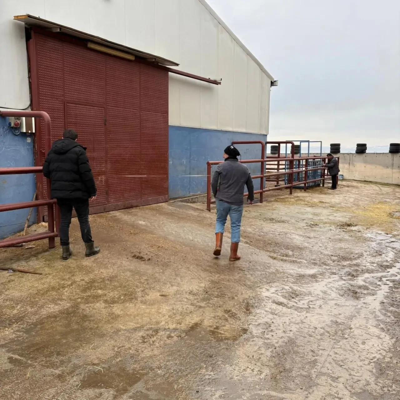 Merzifon’da Besi Tesisleri Mercek Altında 3