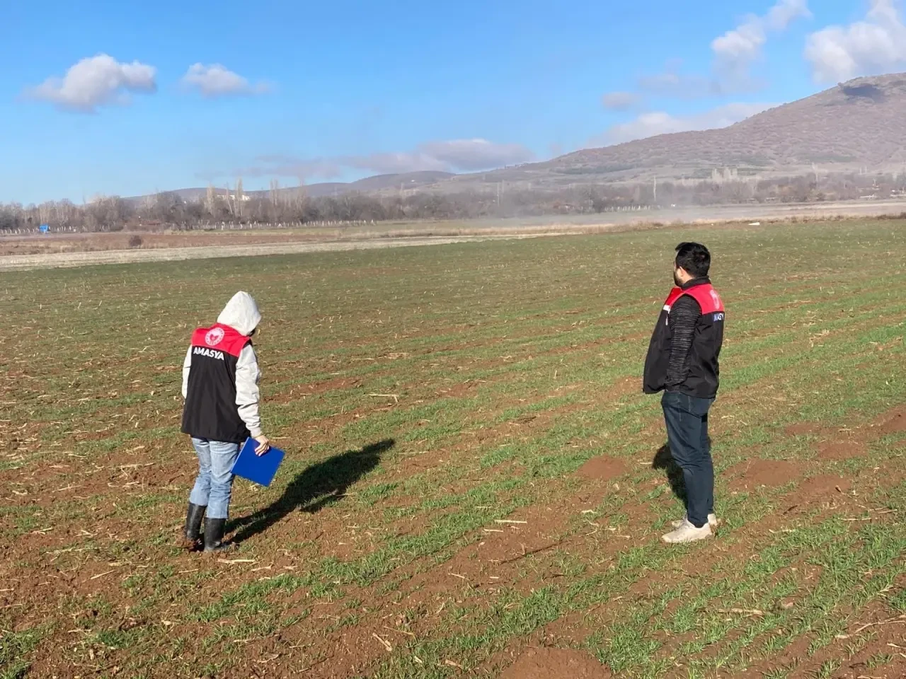 Gümüşhacıköy’de Hububat Ekim Alanlarında Fenolojik Gözlem Çalışması 1