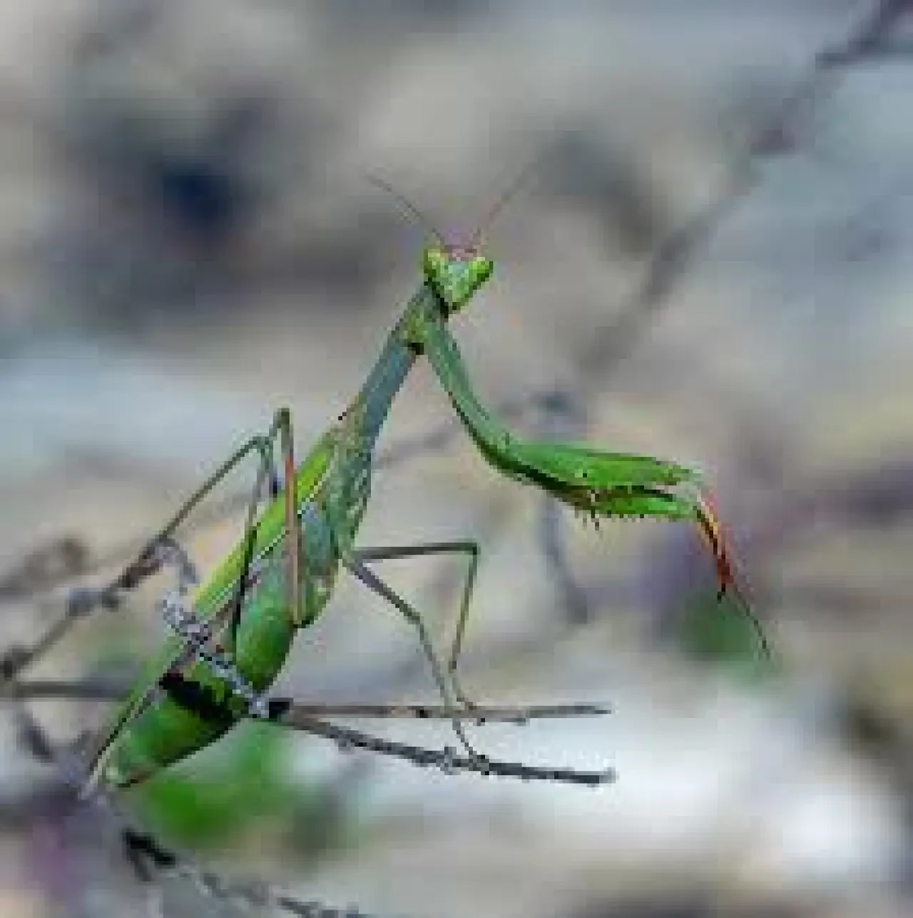 Çiftçi Dostu: Peygamberdevesi 2