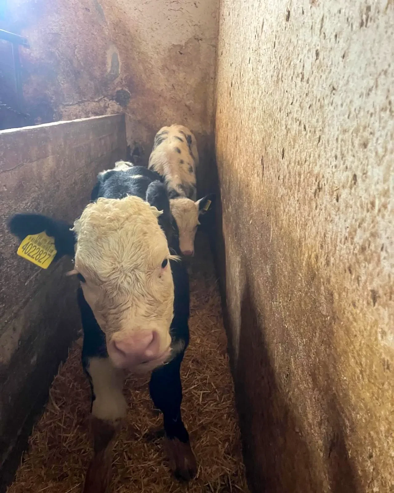 Amasya DSYB’den Hayvancılığa Katkı 2