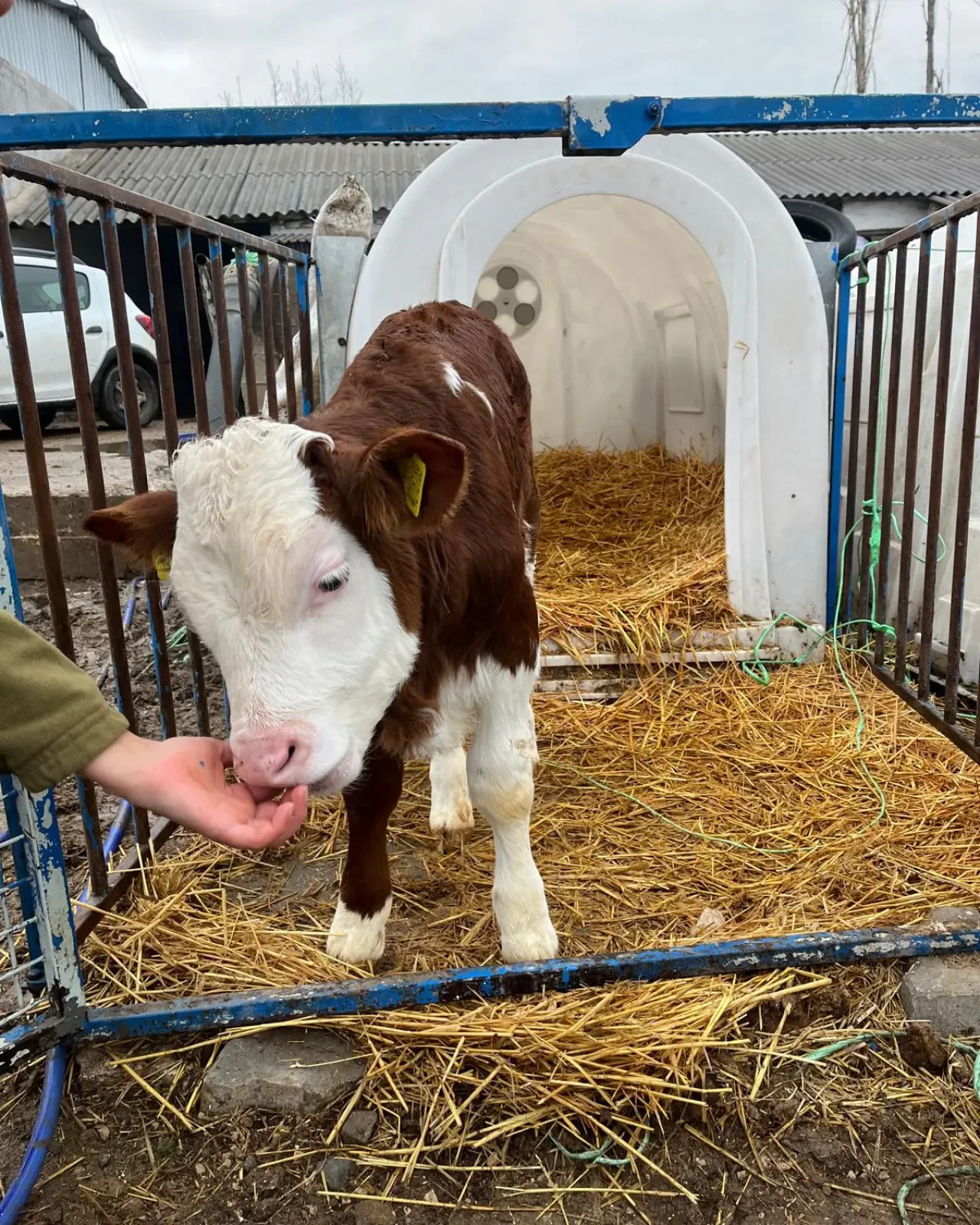 Amasya’da Sağlıklı Buzağı 3