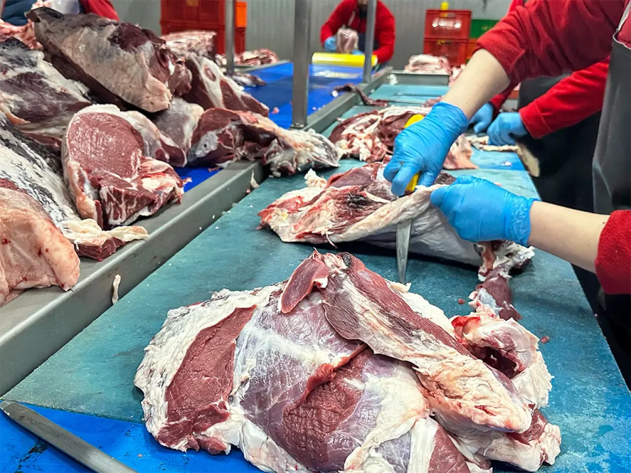 Amasya’da Yerli ve İzlenebilir Et Üretimi 2