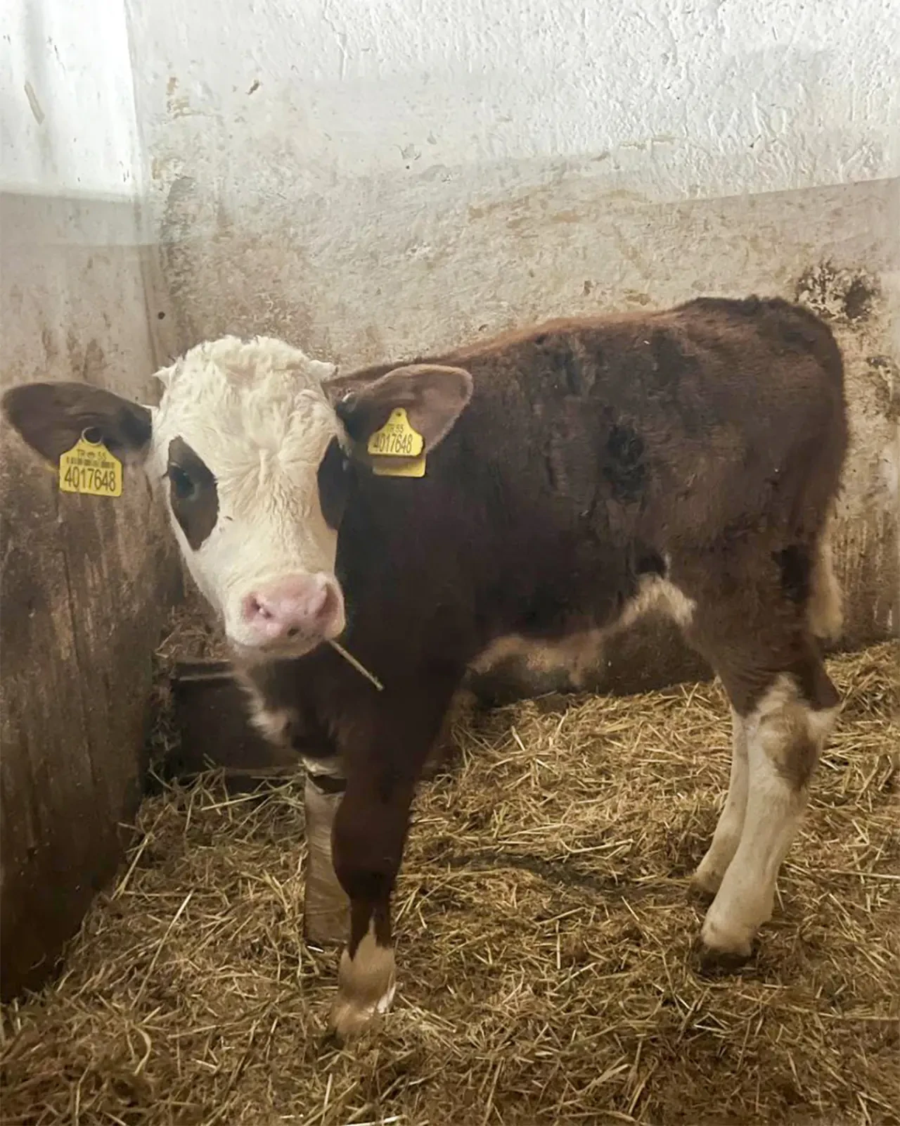 Amasya DSYB’den Hayvancılığa Katkı 1