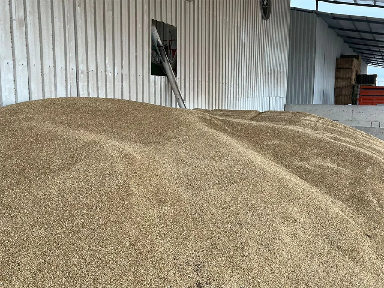 Amasya’da Yem Maliyetler Düşüyor 6