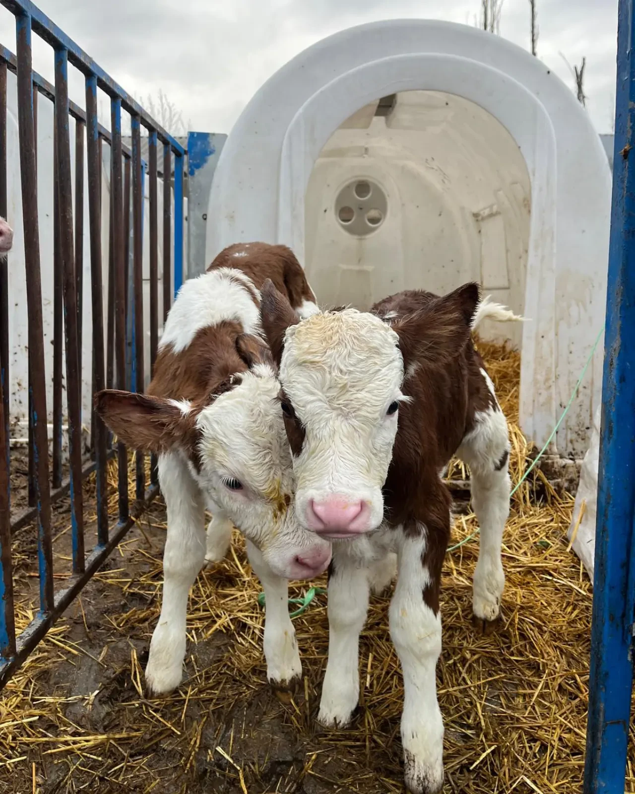Amasya’da Sağlıklı Buzağı 2