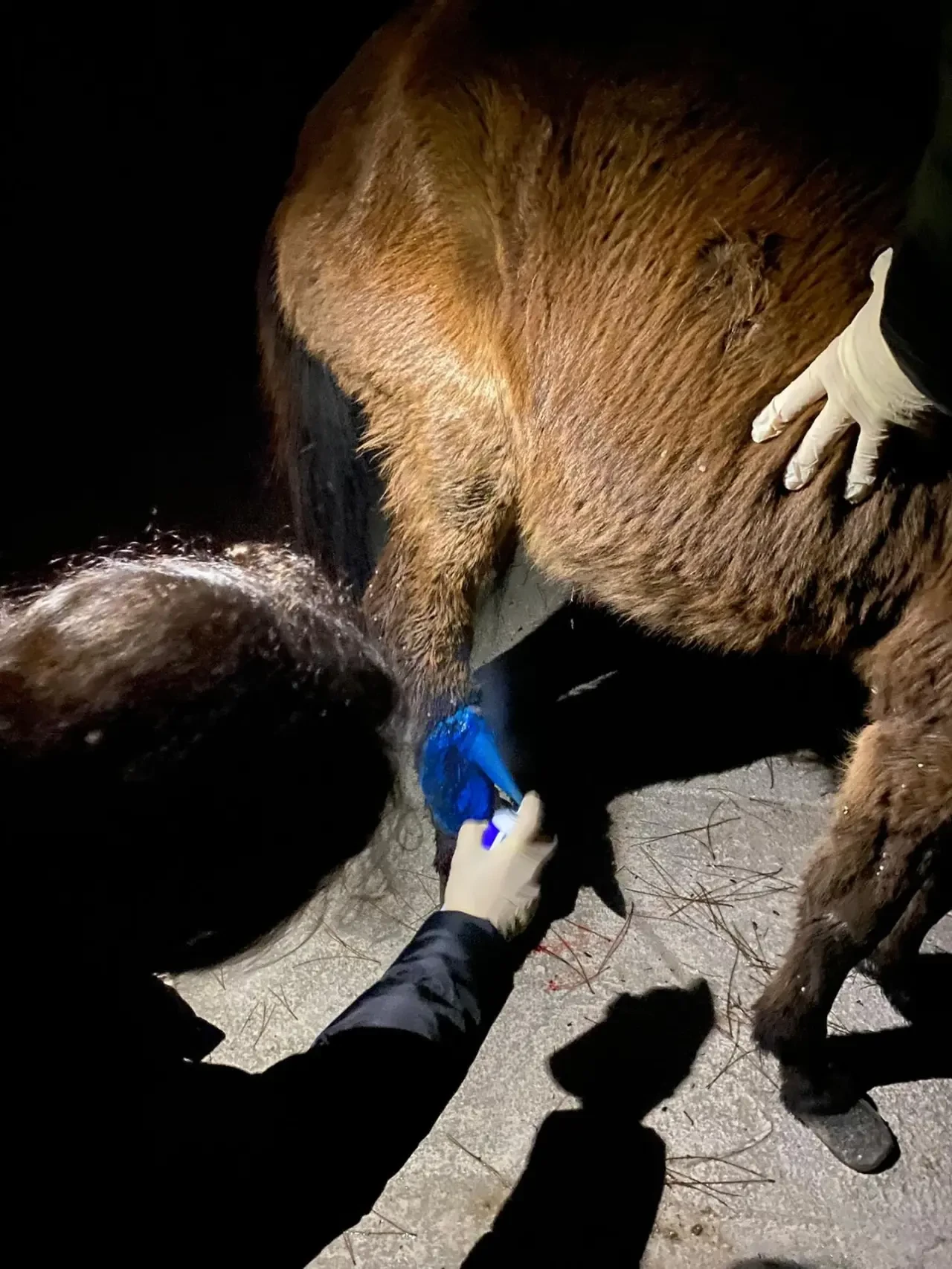 Amasya’da Yaralı Ata Belediye Şefkati 2