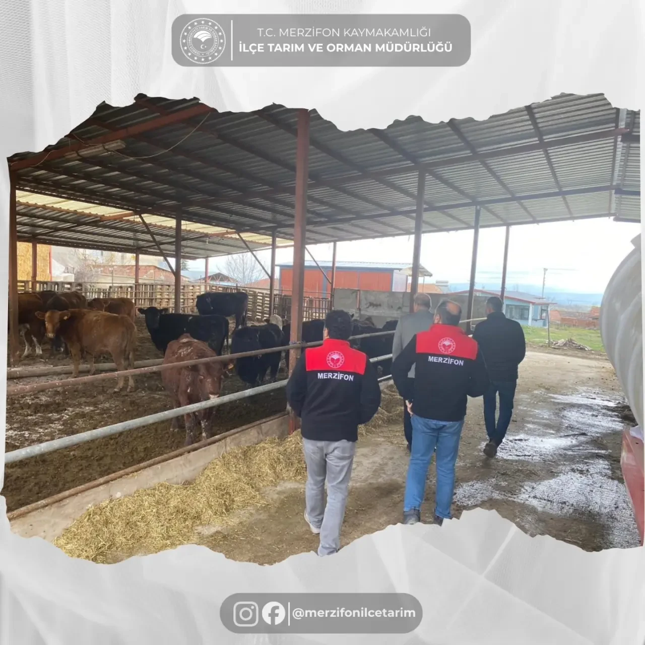 Merzifon’da Hayvancılığa Yakın Takip 1