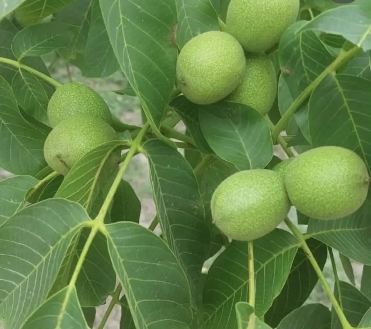 Amasya’da Ceviz Üreticilerine Kurutma Tesisi Projesi 5