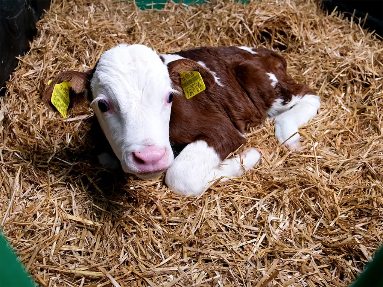 Amasya’da Buzağılar Tek Tek Kayıt Altında 3