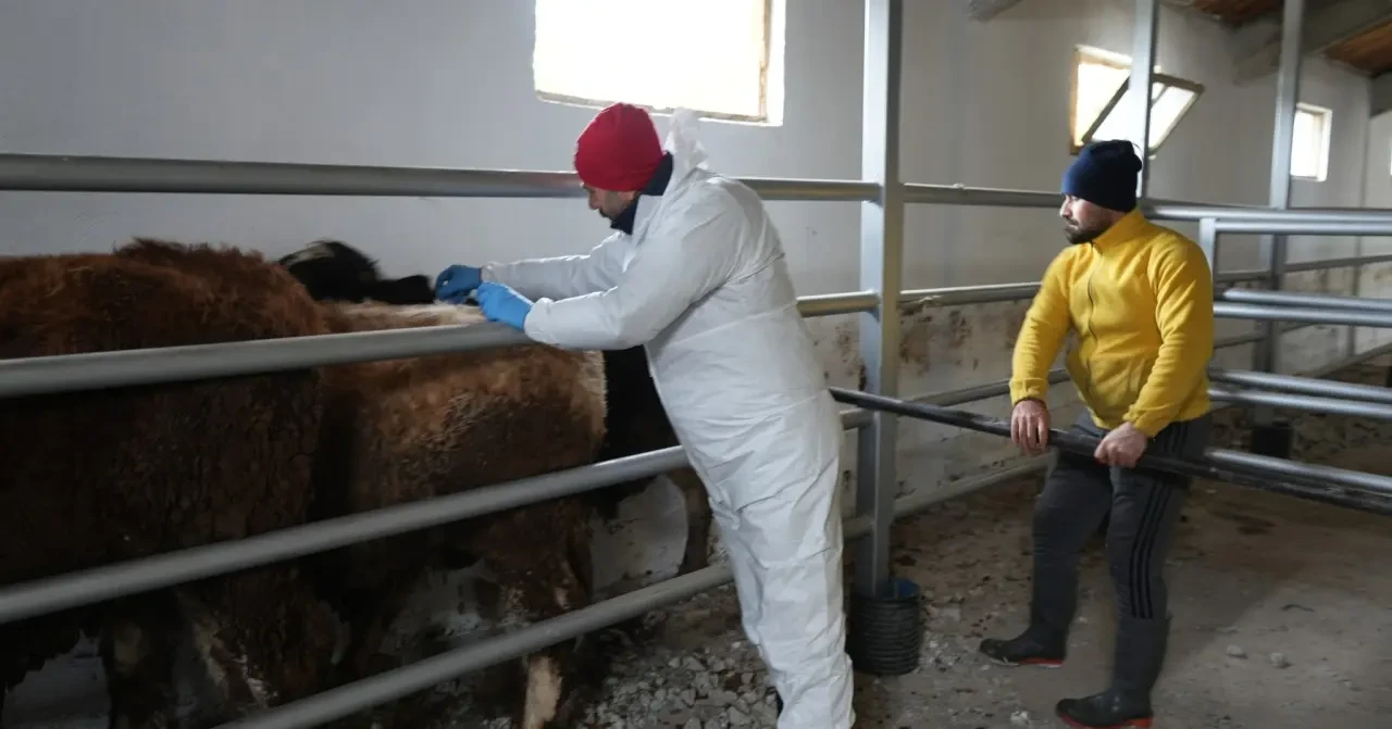 Suluova’da Şap ve Brusella Aşılama Çalışmaları 2