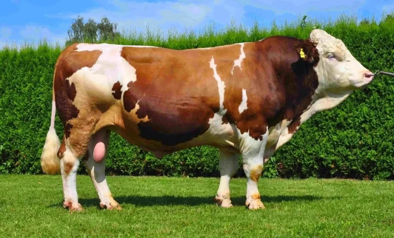 2026 Kurban Hisse Fiyatları Netleşiyor: Kiloya Göre Güncel Liste Açıklandı 2