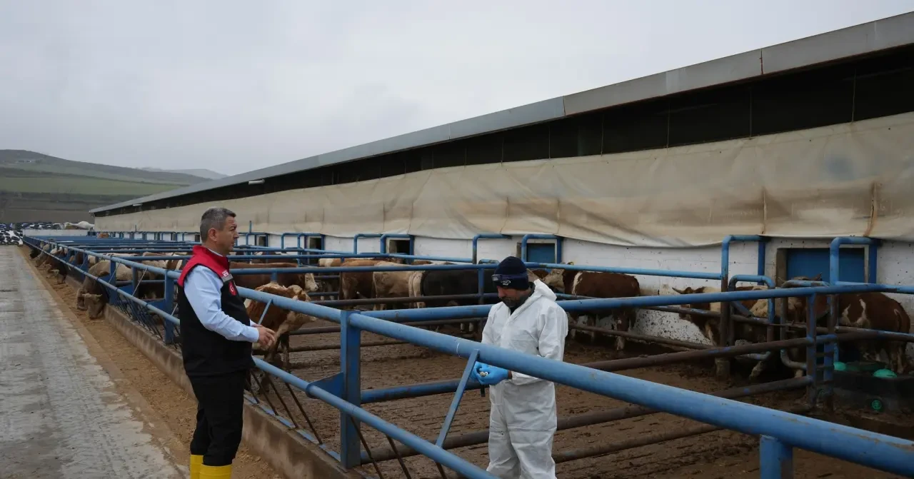 Suluova’da Şap ve Brusella Aşılama Çalışmaları 1