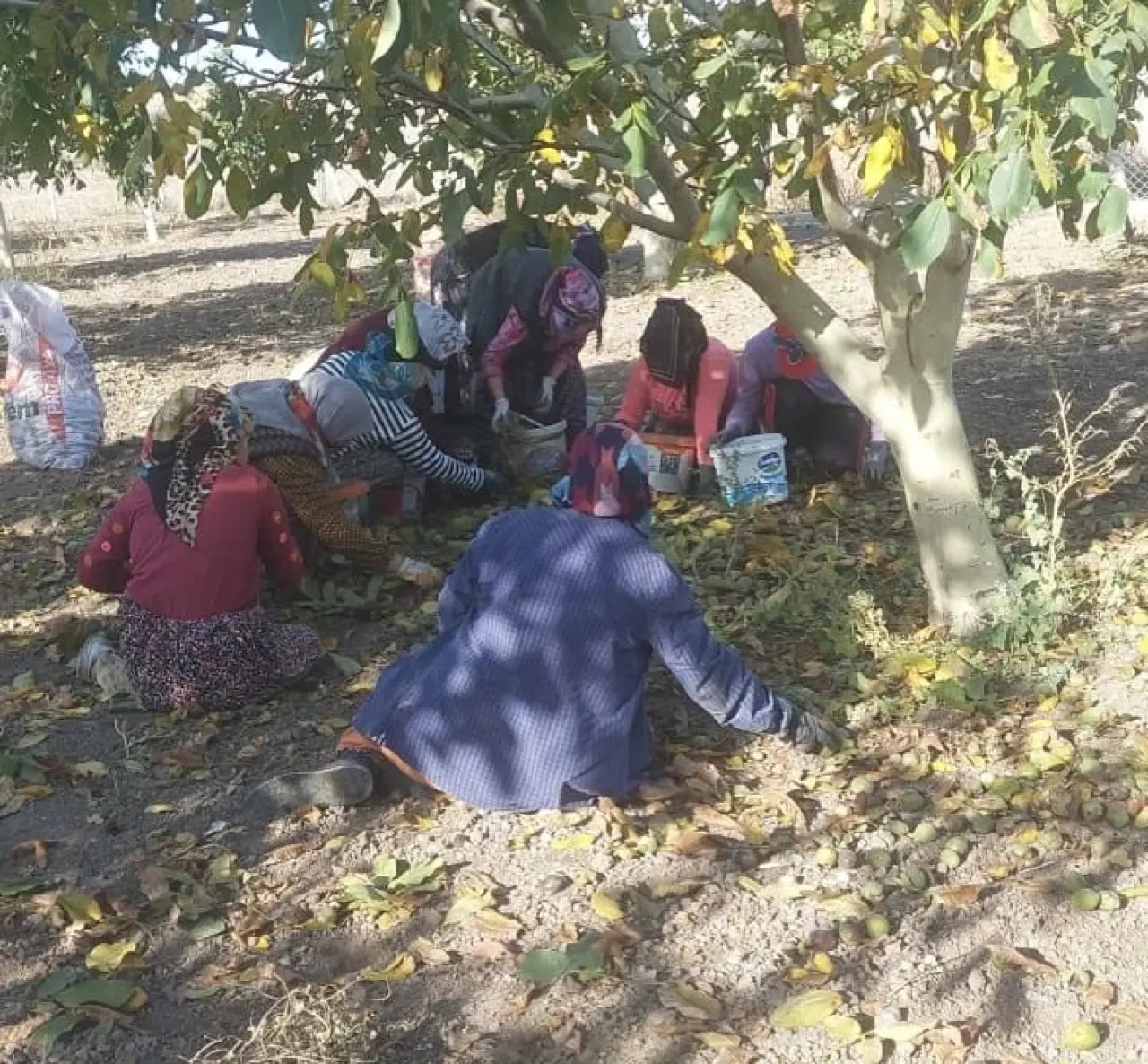 Amasya’da Ceviz Üreticilerine Kurutma Tesisi Projesi 2