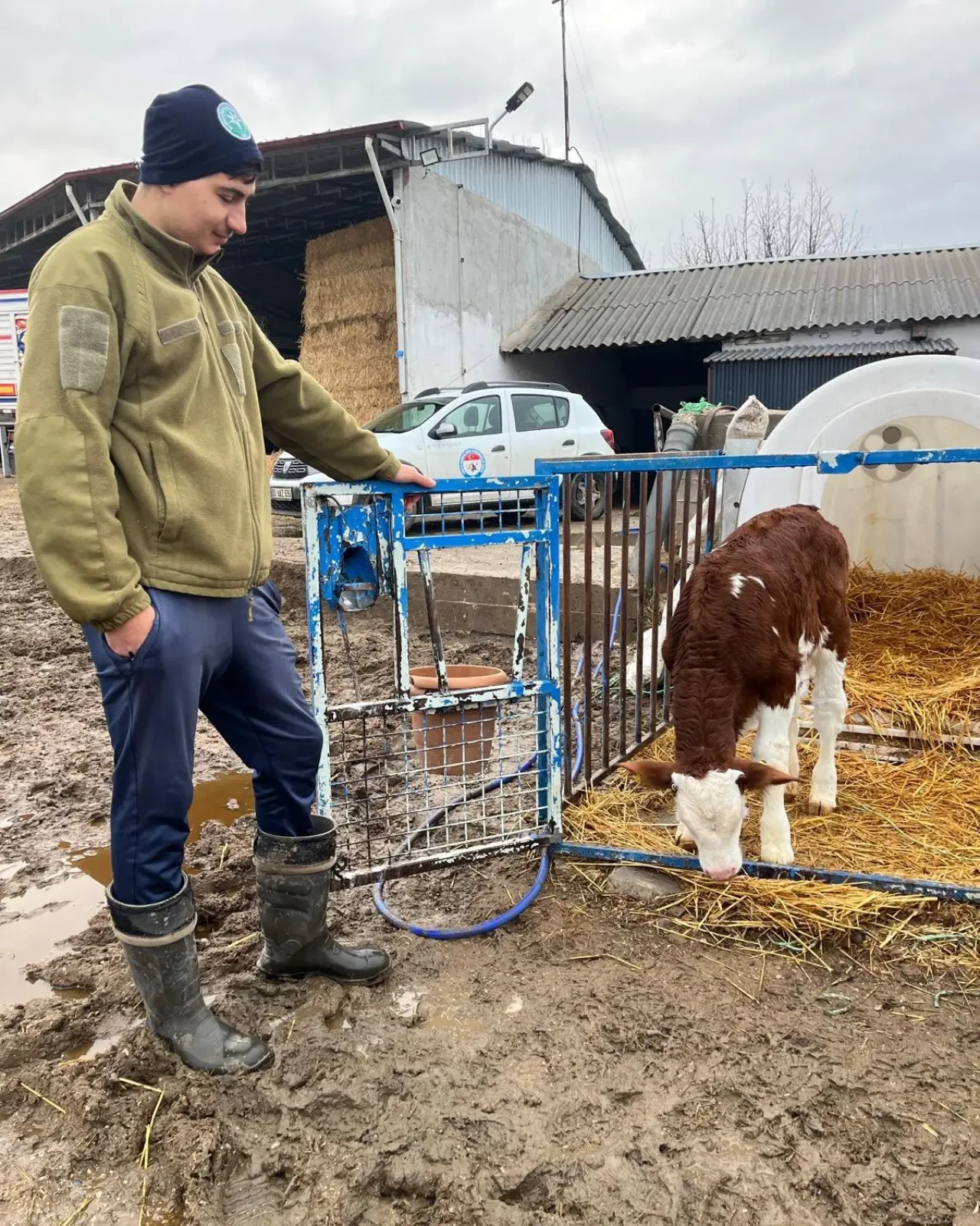 Amasya’da Sağlıklı Buzağı 1