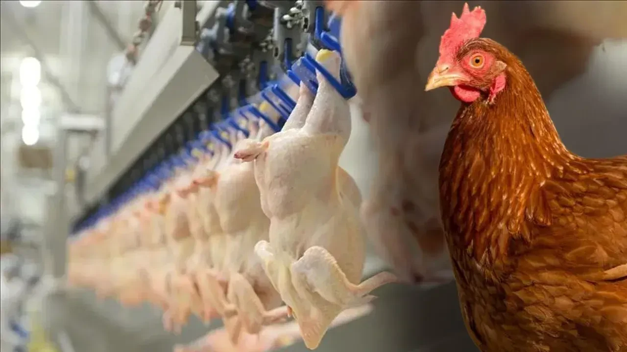 Tavuk ve Tavuk Ürünleri İhracatı Geçici Olarak Durduruldu 1