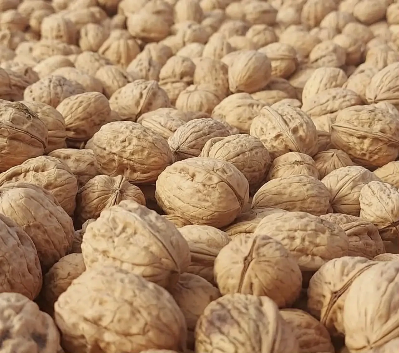 Amasya’da Ceviz Üreticilerine Kurutma Tesisi Projesi 6