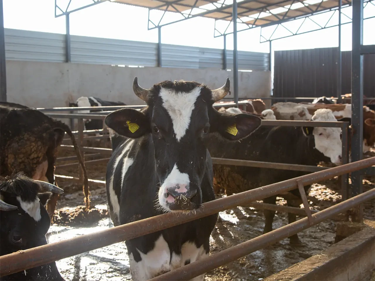 Amasya DSYB’den Kırsala Güçlü Destek 2