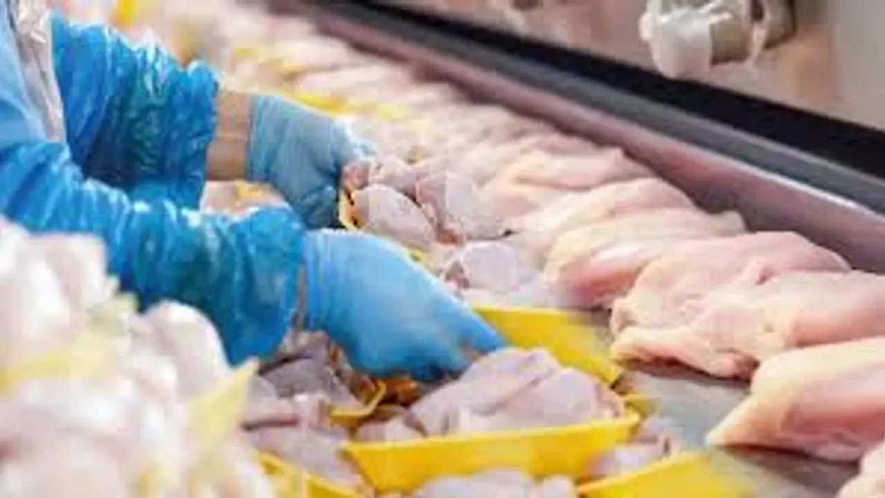 Tavuk ve Tavuk Ürünleri İhracatı Geçici Olarak Durduruldu 2