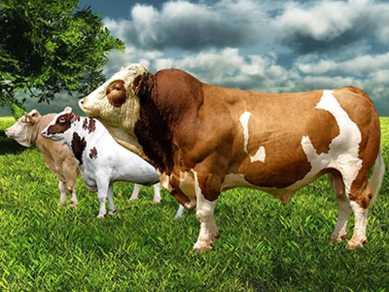 2026 Kurban Hisse Fiyatları Netleşiyor: Kiloya Göre Güncel Liste Açıklandı 1