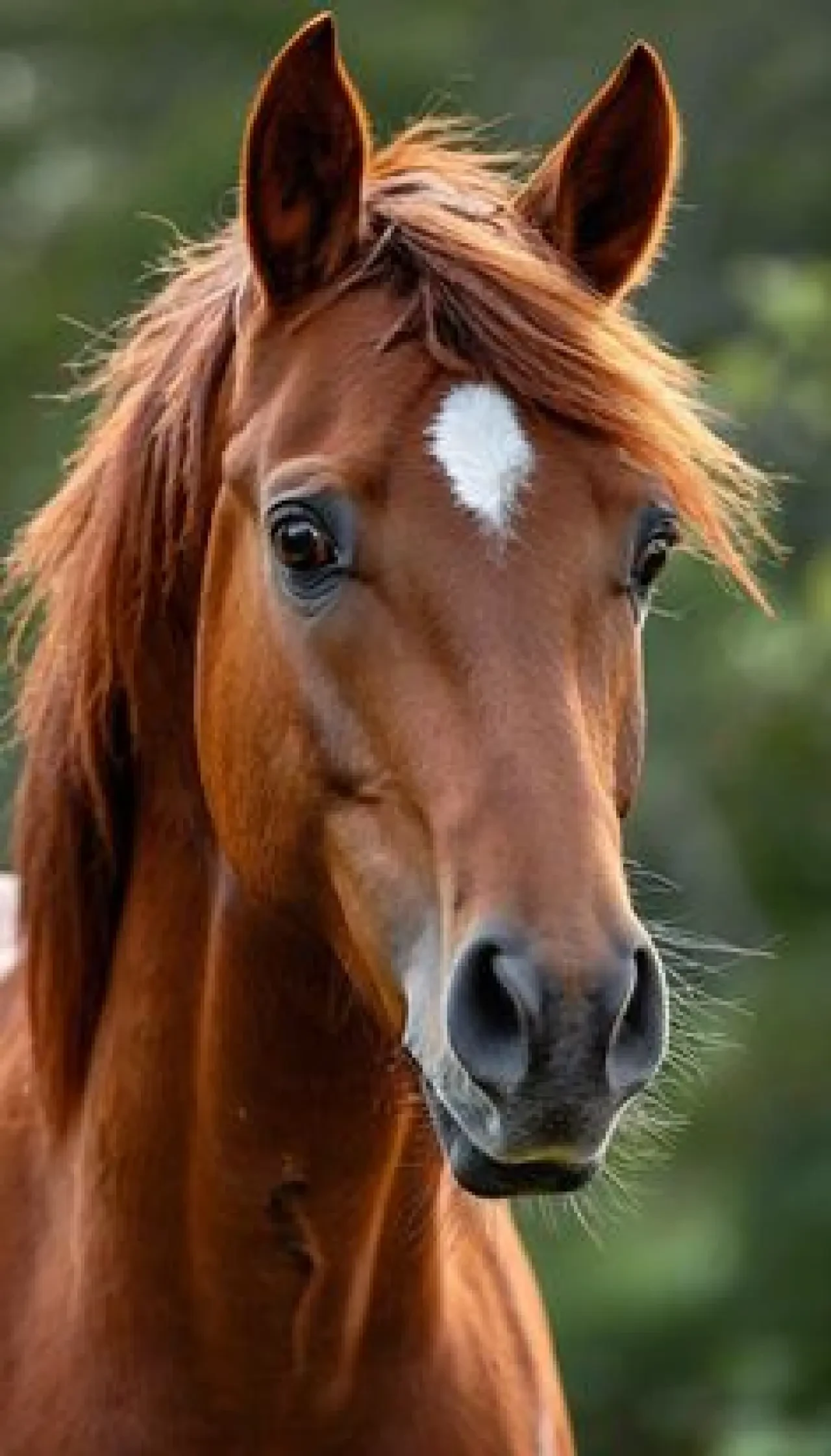 Rüyada At Görmek Ne Anlama Gelir? İşte Rüya Tabirlerine Göre Detaylı Yorumu 3