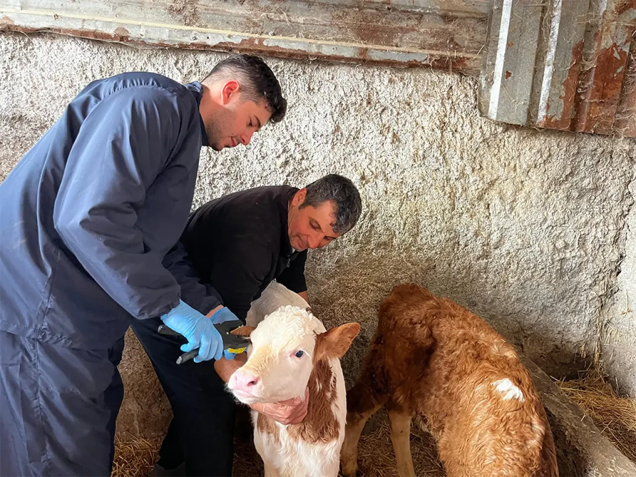 Amasya’da Buzağılar Tek Tek Kayıt Altında 2