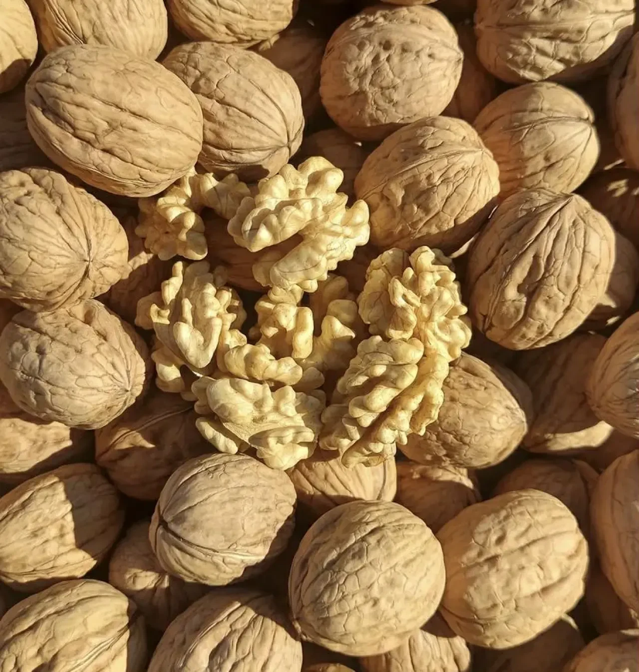 Amasya’da Ceviz Üreticilerine Kurutma Tesisi Projesi 4