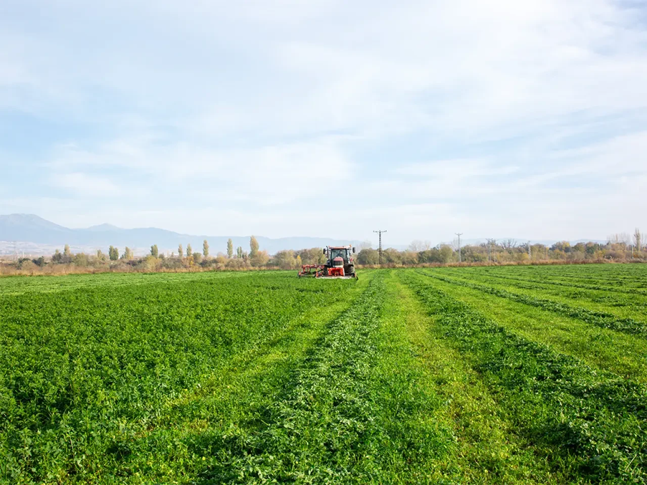 Amasya’da Yonca Üretimi Güç Kazanıyor 2