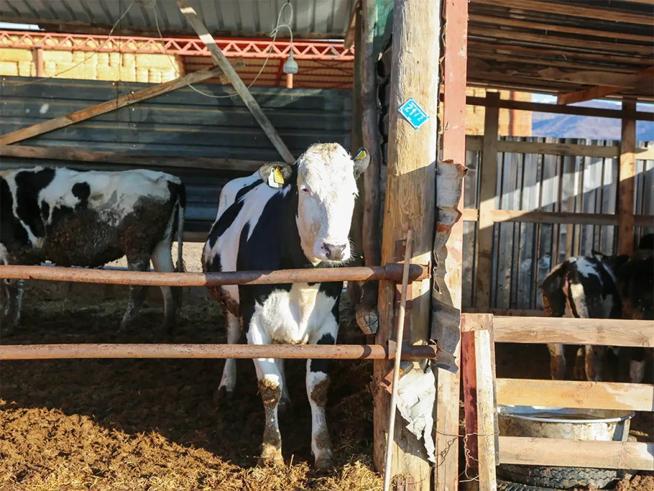 Amasya DSYB’den Kırsala Güçlü Destek 6