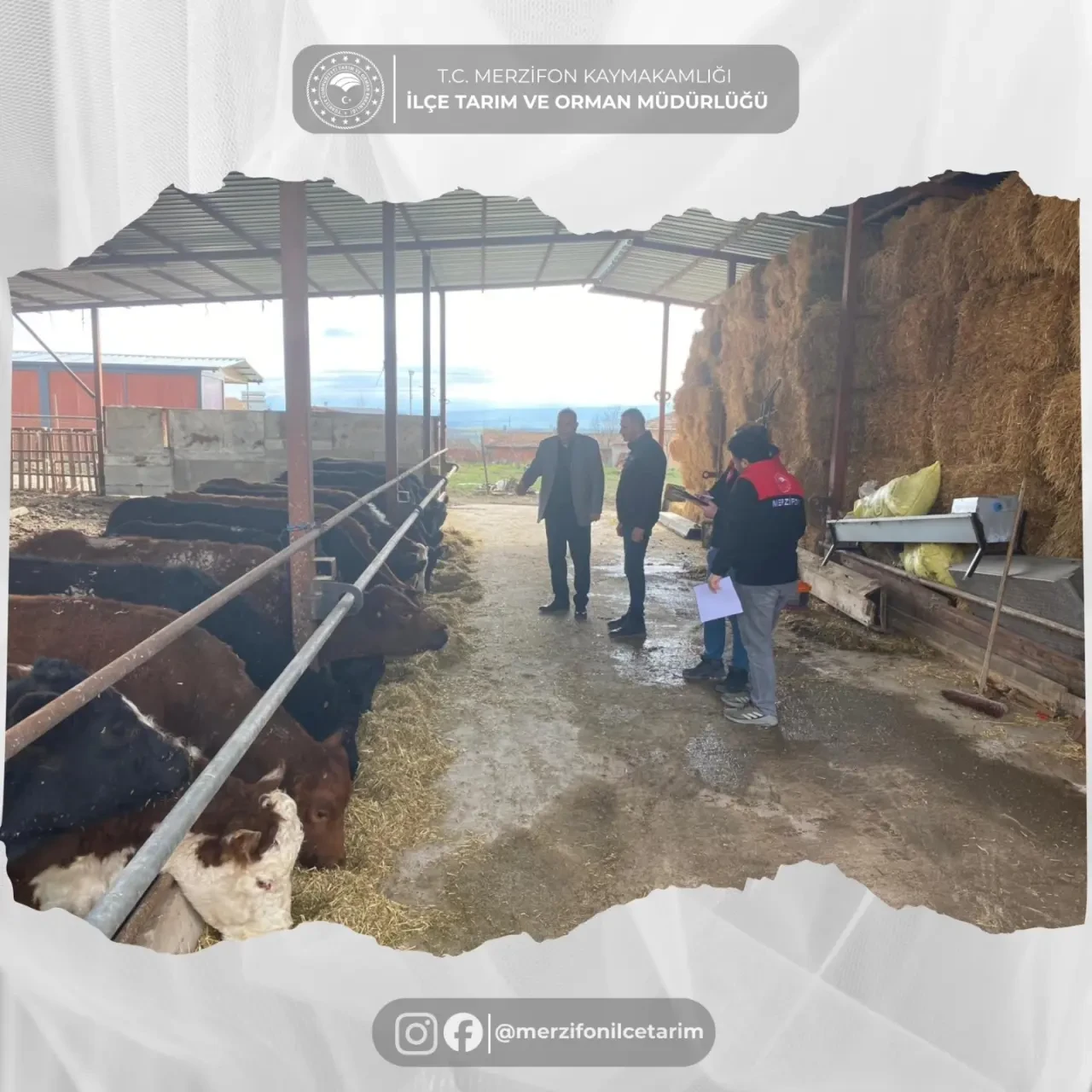 Merzifon’da Hayvancılığa Yakın Takip 4